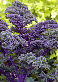 Brassica oleracea 'Redbor'